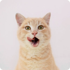 Kot